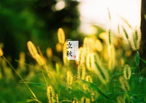 立秋.jpg